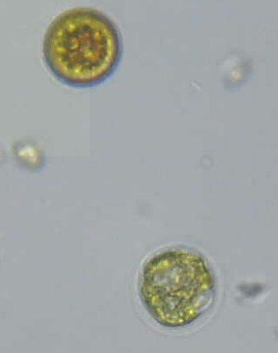 sapete identificarle?