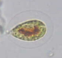 sapete identificarle?