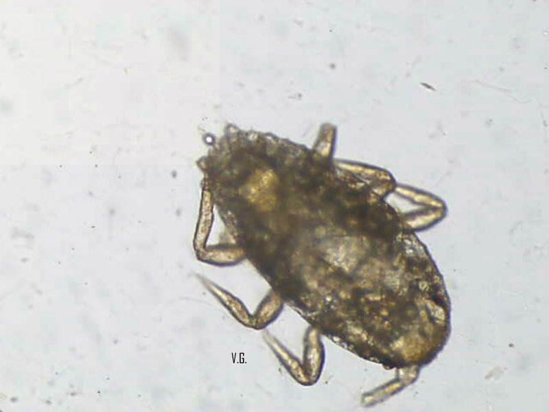 Cocciniglia del limone?