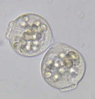 sapete identificarle?