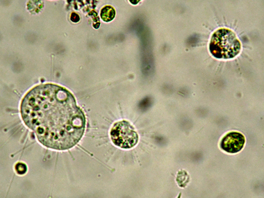 SCISSIONE BINARIA DI UN PICCOLO SUCTORE