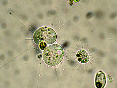 SCISSIONE BINARIA DI UN PICCOLO SUCTORE