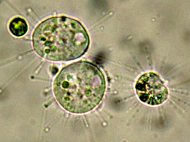 SCISSIONE BINARIA DI UN PICCOLO SUCTORE