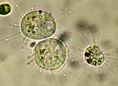 SCISSIONE BINARIA DI UN PICCOLO SUCTORE