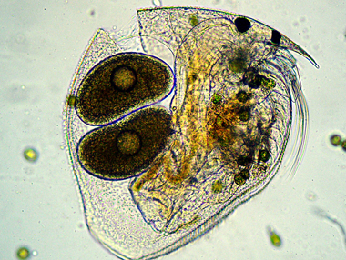 CHYDORUS-SPHAERICUS?