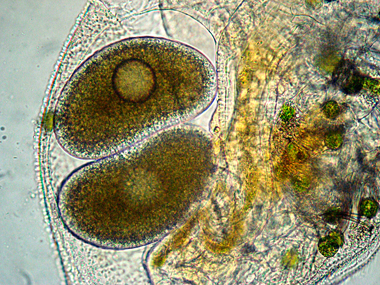 CHYDORUS-SPHAERICUS?