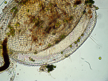 CHYDORUS-SPHAERICUS?
