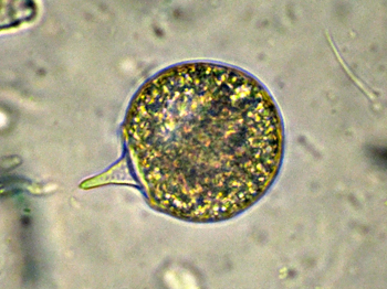 DIDINIUM-NASUTUM