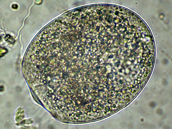 DIDINIUM-NASUTUM