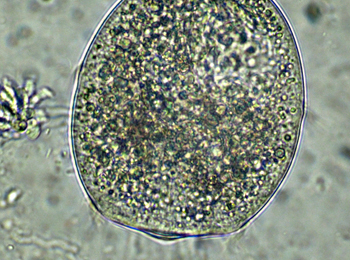 DIDINIUM-NASUTUM