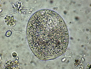 DIDINIUM-NASUTUM