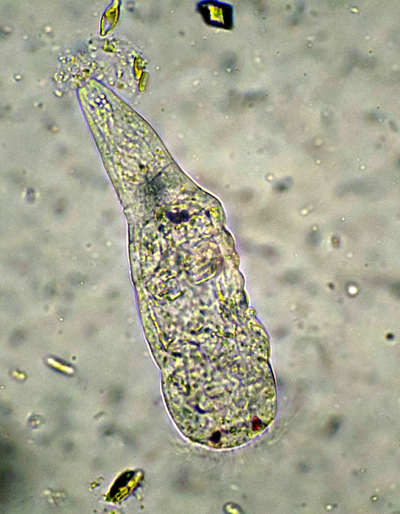 UNA CURIOSA BESTIOLA!