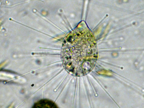 un aiuto identificazione