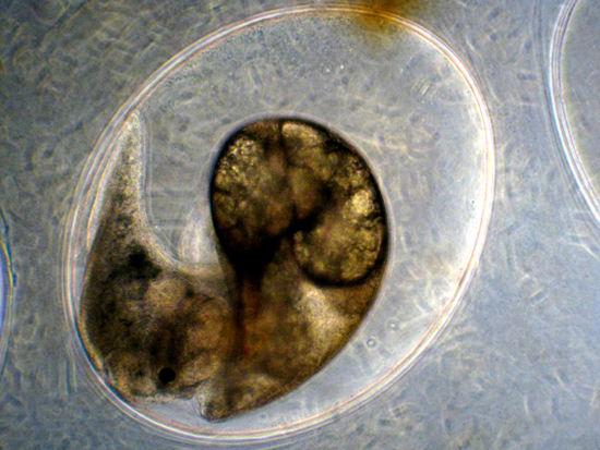 UOVA DI CHIOCCIOLE D''ACQUA