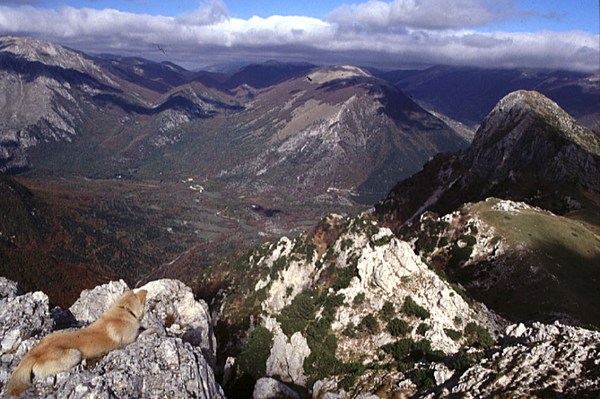 La lince nell'' Appennino centrale