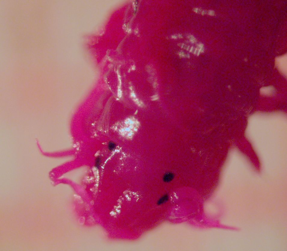 neanthes?