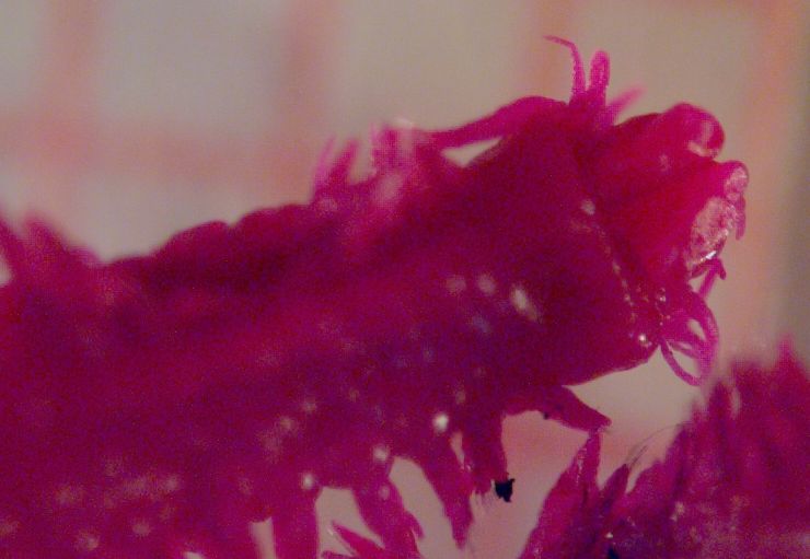 neanthes?