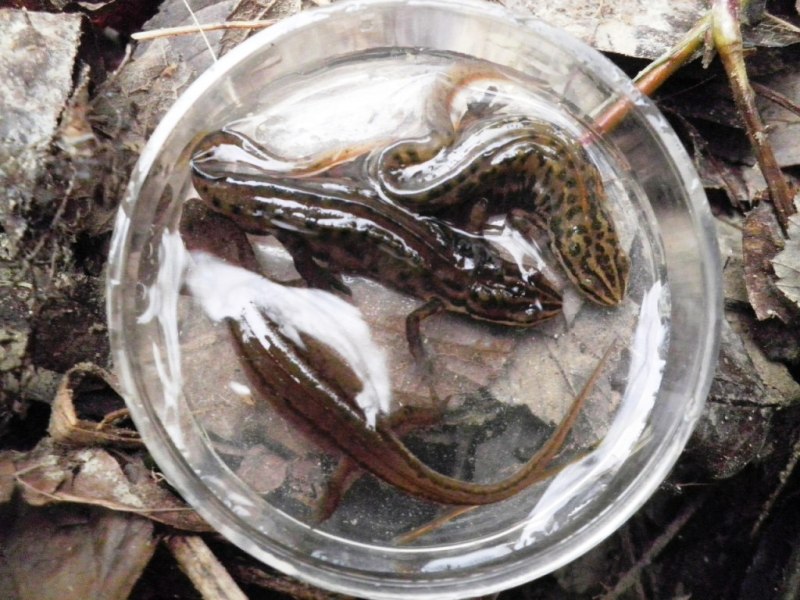 Lissotriton vulgaris meridionalis