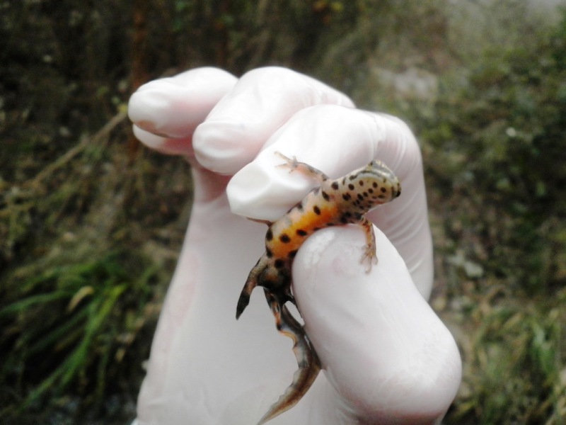 Lissotriton vulgaris meridionalis