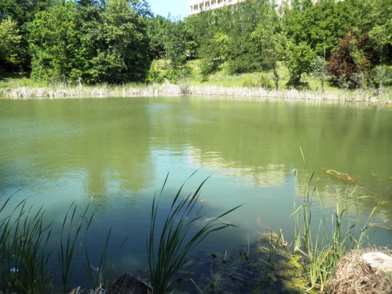 Lago Americano ad Ancona!