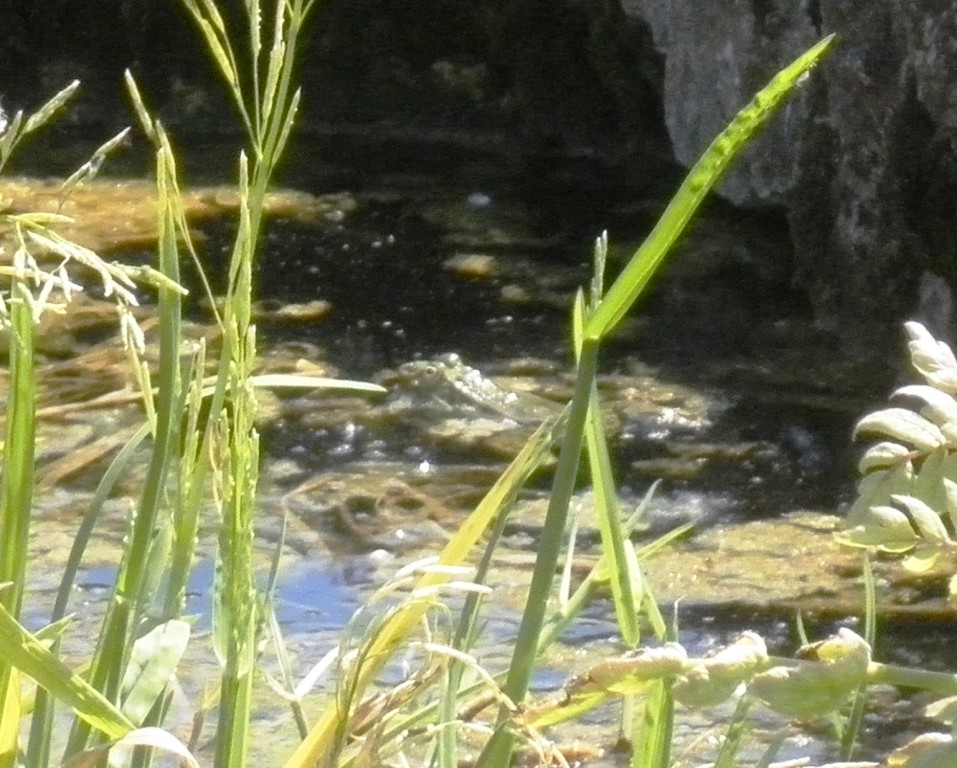 tritoni nel maceratese