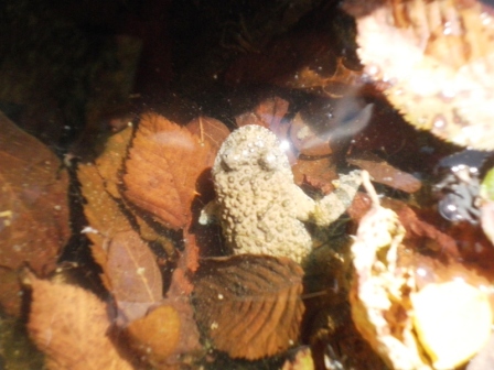 escursione ululonesca