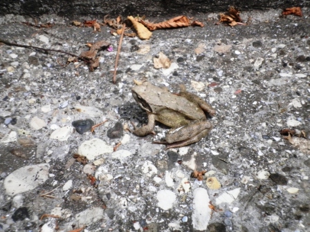 escursione ululonesca