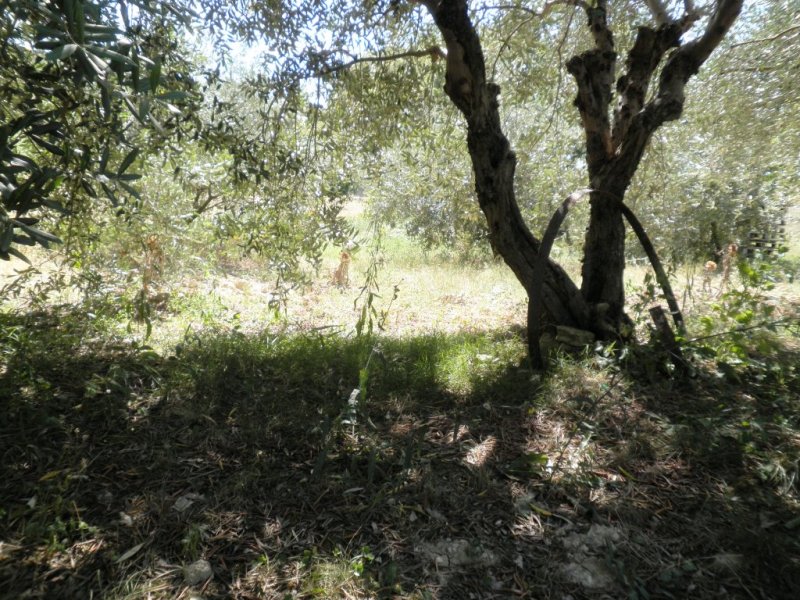 Stagno in costruzione!