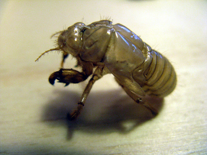 esuvie di cicale nel giardino dell''asilo