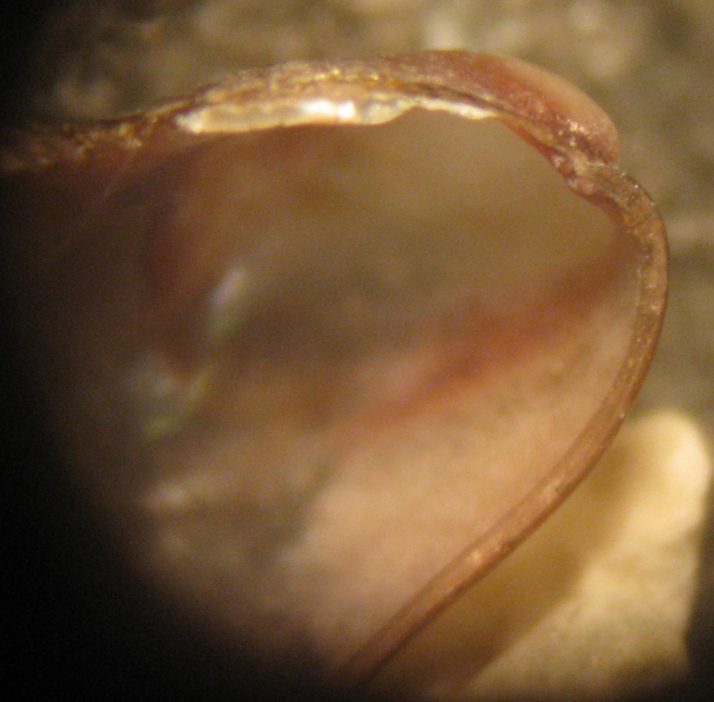 Cabopino spiaggia (Mytilaster 59/60/61)