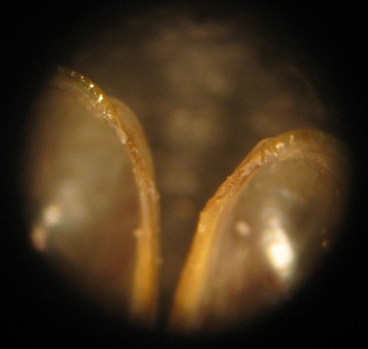 Alghero spiaggia (620-30)