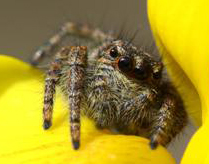Philaeus chrysops