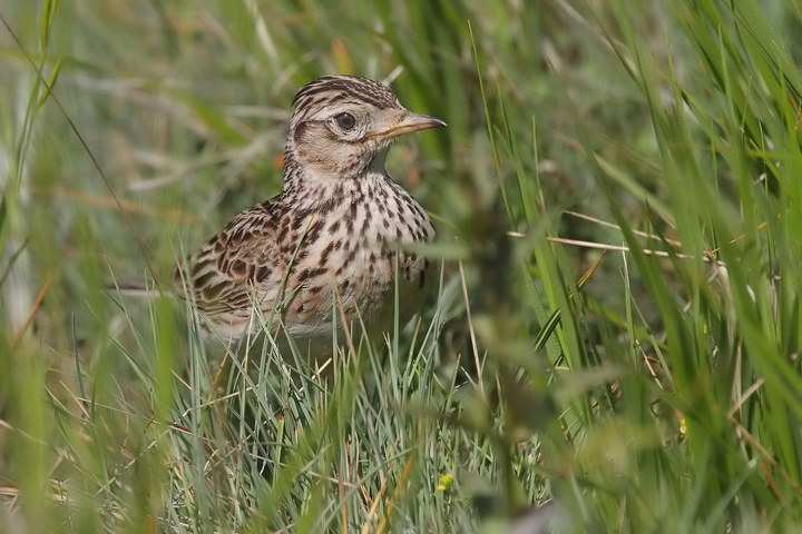 Allodola - Alauda arvensis