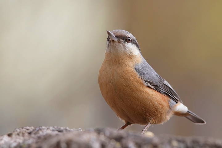 picchio muratore Sitta europaea