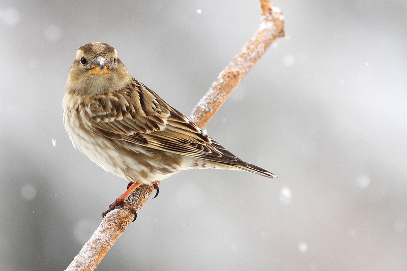 passera lagia (Petronia petronia) sotto la neve