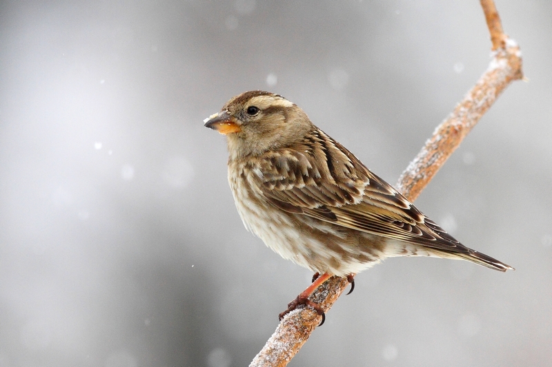 passera lagia (Petronia petronia) sotto la neve