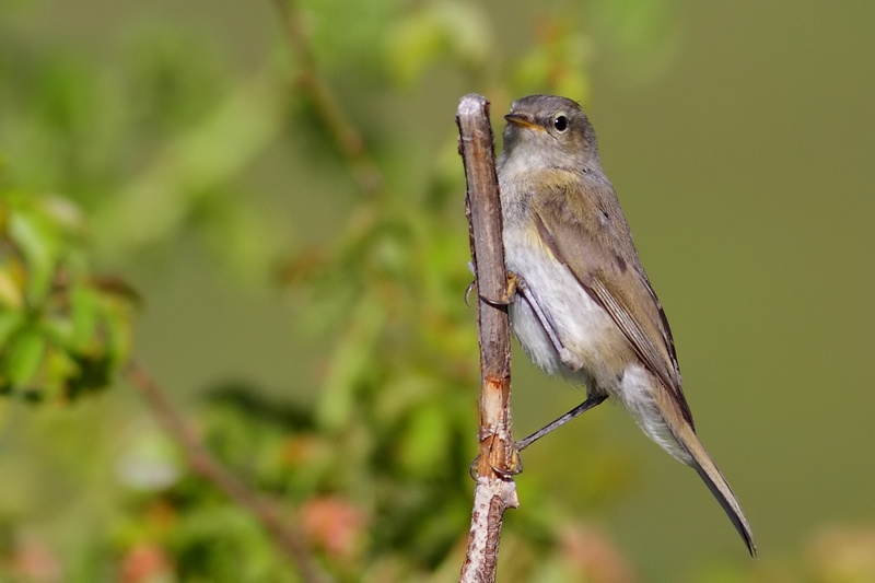 aiuto identificazione