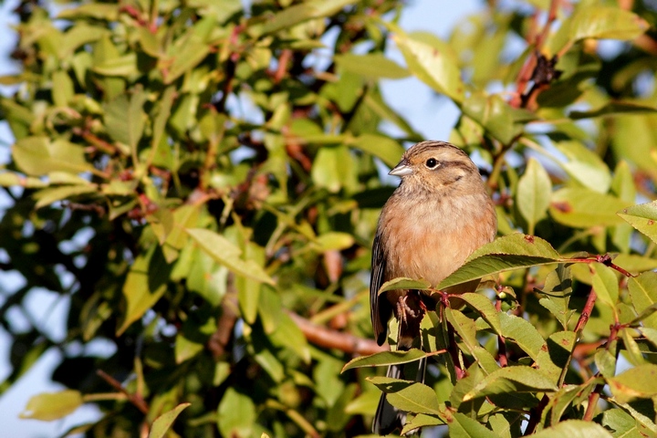 zigolo muciatto giovane femmina o ?