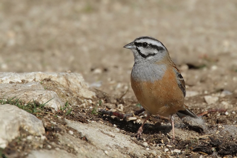 zigolo muciatto  Emberiza cia