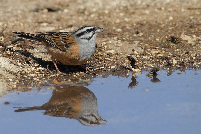 zigolo muciatto  Emberiza cia