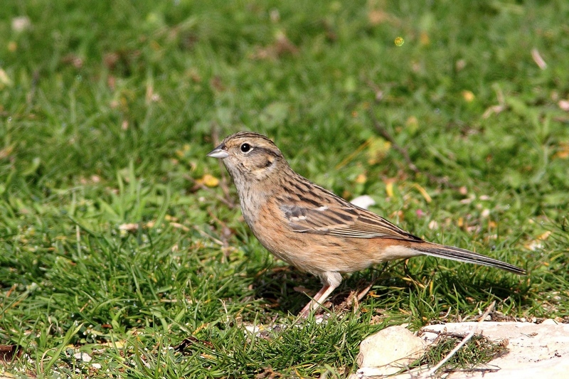 Zigolo muciatto - Emberiza cia