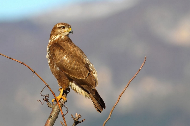 poiana sguardo in camera