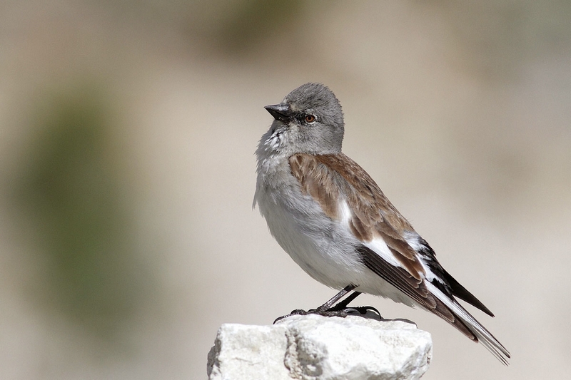 fringuello alpino Monifrigilla nivalis