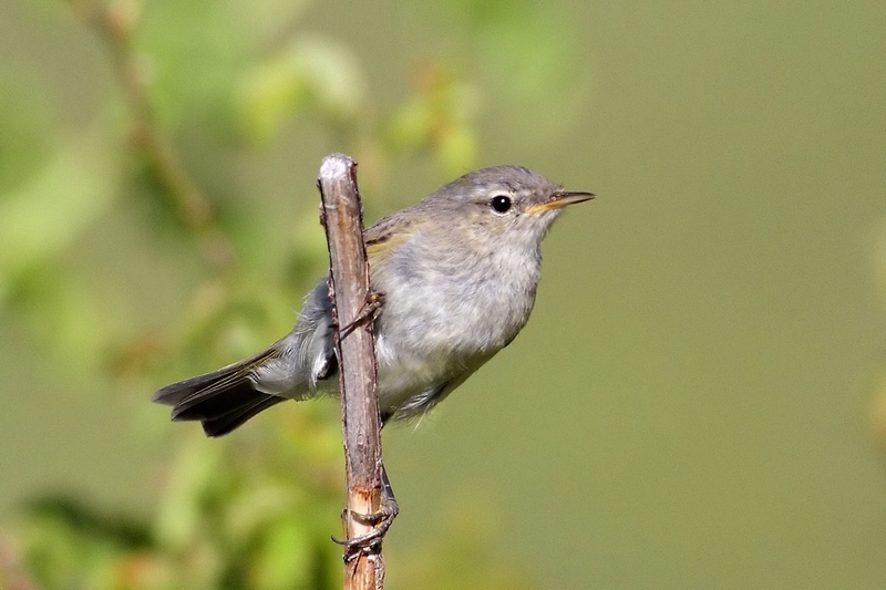 aiuto identificazione