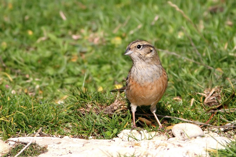 Zigolo muciatto - Emberiza cia