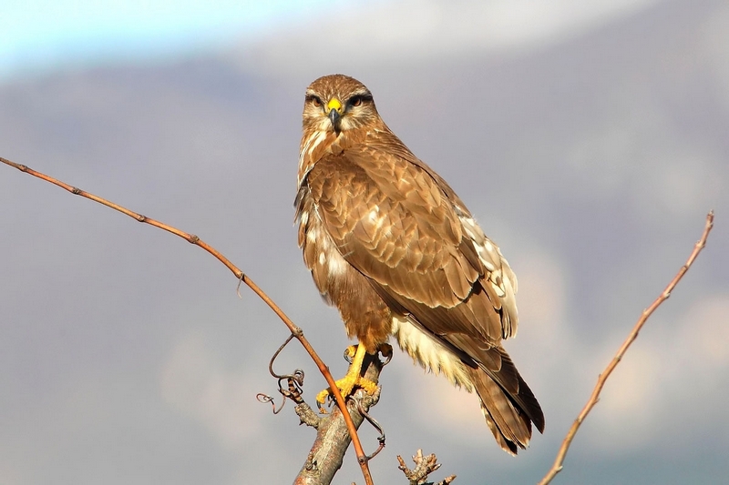 poiana sguardo in camera