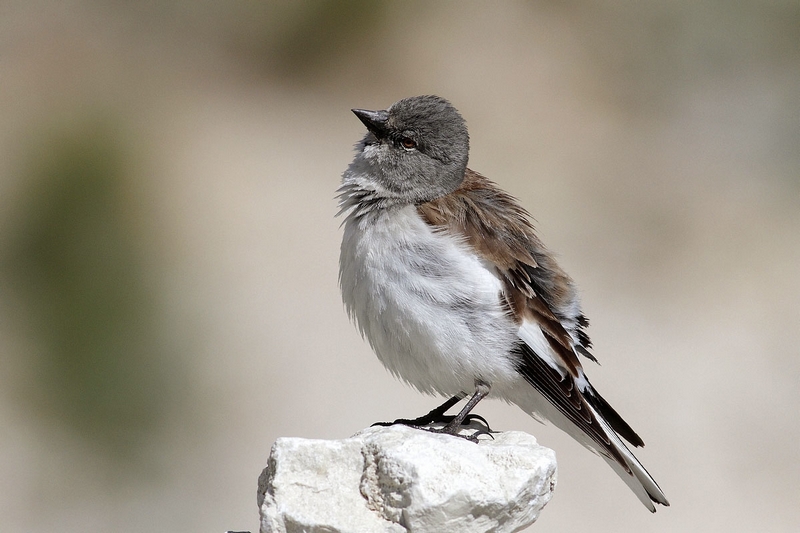 fringuello alpino Monifrigilla nivalis