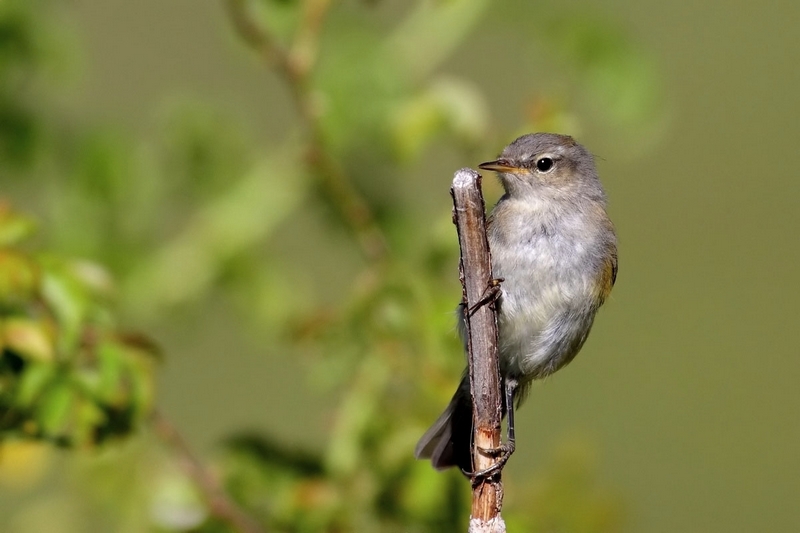 aiuto identificazione