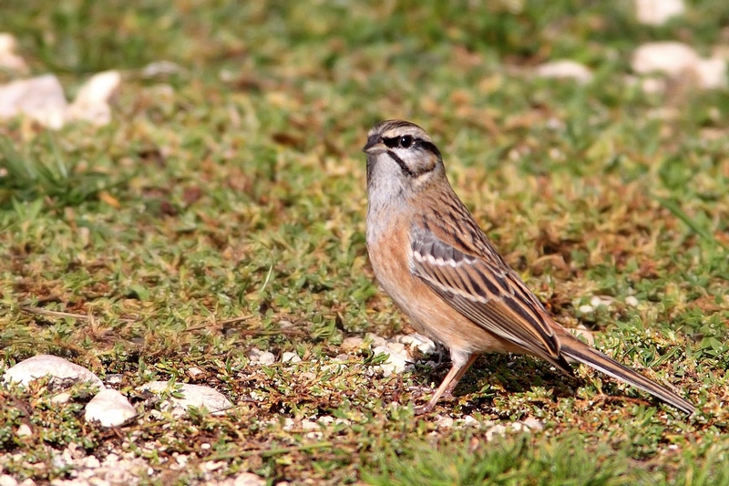 Zigolo muciatto - Emberiza cia