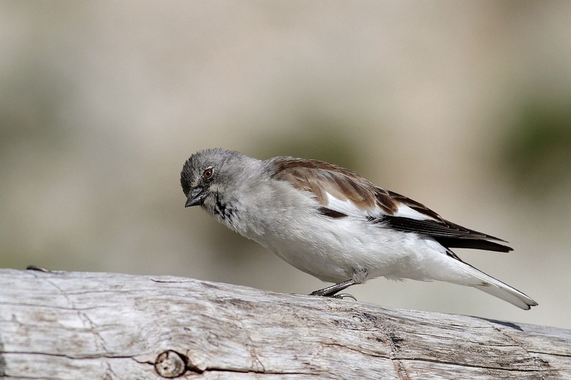 fringuello alpino Monifrigilla nivalis